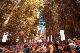 Rumors Quashed: No Deaths at Forbidden Forest Festival